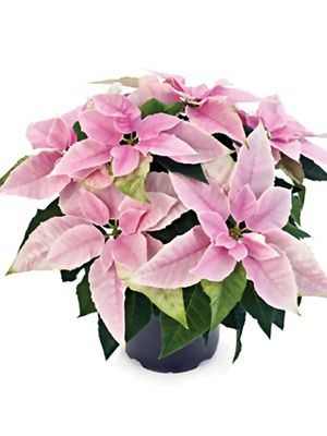 Пуансеттия прекрасная Princettia Pink (1 шт) - 1
