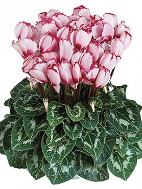 Цикламен Halios Victoria 50 Rose a Oeil F1 (1 шт)