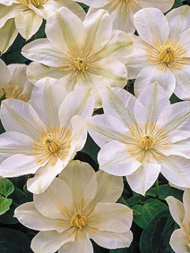 Ломиніс гібридний Guernsey Cream (1 шт)