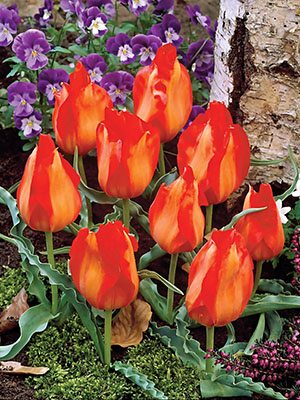 Тюльпаны Введенского Tangerine Beauty 10/11 (3 шт) - 1