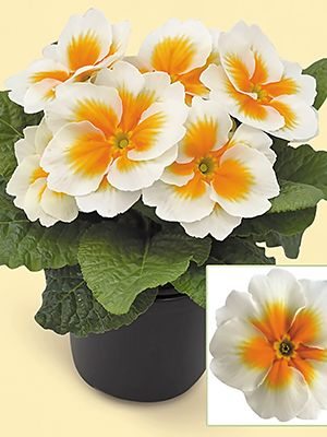 Примула EI Unistar Buttercream F1 (3 шт) - 1
