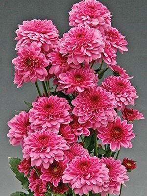 Хризантема зрізна Sanya (9 шт) - 1
