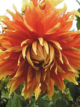 Георгина декоративная Autumn Sunburst (1 шт)