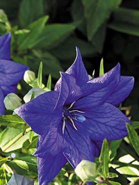 Платикодон крупноцветковый Astra Semi-Double Blue (1 шт)