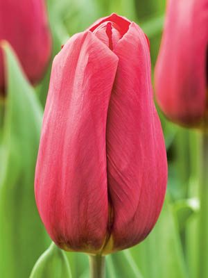 Тюльпаны Триумф Strong Love 12/+ (100 шт) - 1