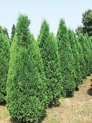 Туя західна Columna (1 шт)