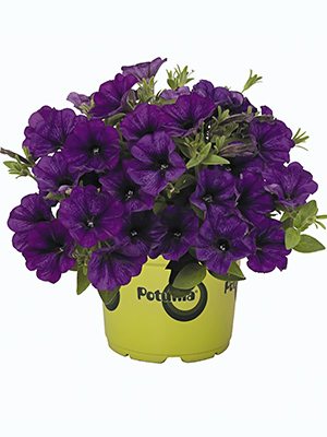Петунія гібридна Potunia Piccola Cobalt Blue (1 шт) - 1