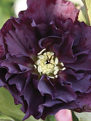 Морозник восточный Double Ellen Purple (1 шт) - 1