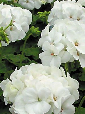 Пеларгония зональная White (6 шт) - 1