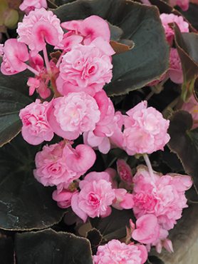 Бегония вечноцветущая Double Soft Pink (Р12) (1 шт)