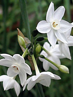 Нарциссы Трехтычинковые Petrel 8/10 (3 шт) - 1