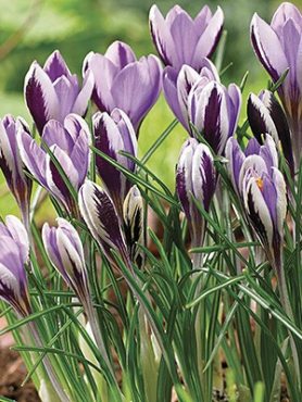 Крокус Зибера Spring Beauty 5/+ (20 шт)