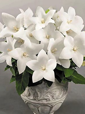 Платикодон гибридный Pop Star White (6 шт) - 1