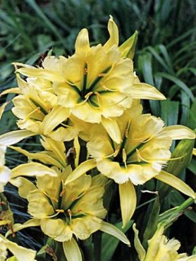 Гименокаллис Sulphur Queen 12/14 (1 шт)