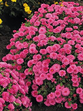 Хризантема дрібноквіткова низькоросла Branroyal Pink (9 шт)