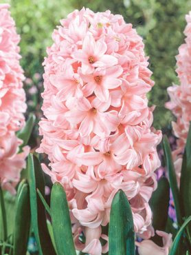 Гіацинт садовий China Pink 14/15 (100 шт)