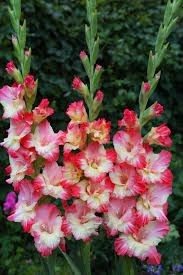 Гладиолус садовый Gerona (20 шт)