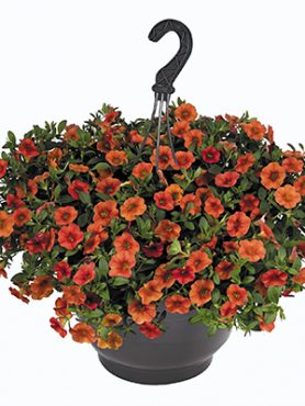 Калибрахоа гибридная Aloha Classic Hot Orange (Р12) (1 шт)