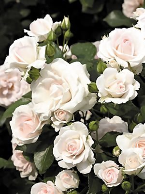 Роза почвопокровная Aspirin Rose (1 шт) - 1