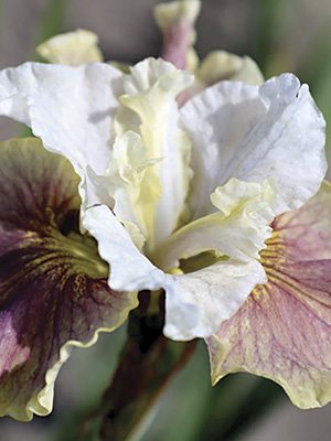 Ирис сибирский Peacock Butterfly Wynne Magnolia (1 шт) - 1