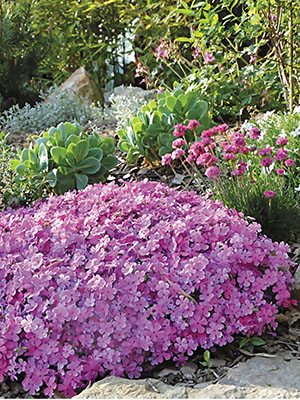 Флокс шиловидный McDaniel's Cushion (1 шт) - 1