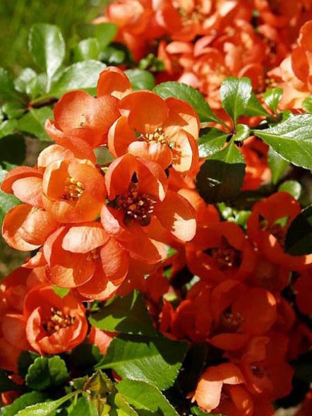Айва превосходная Orange Trail (1 шт) - 1