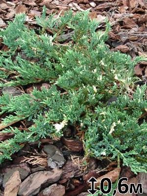 Ялівець горизонтальний Andorra Variegata (1 шт)