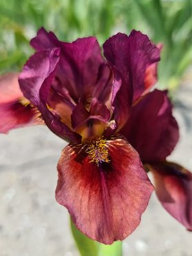 Півники борідкові стандартні карликові Lady in Red (1 шт)