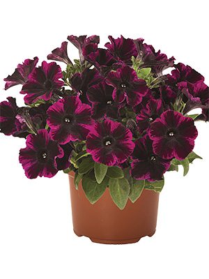 Петуния полуампельная Sweetunia Johnny Flame (3 шт) - 1