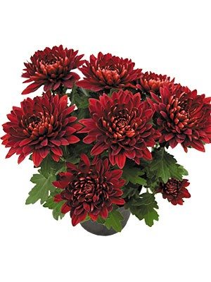 Хризантема горшечная Vido Red (9 шт) - 1