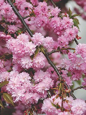 Вишня японська (сакура) Kiku Shidare Zakura (1 шт)