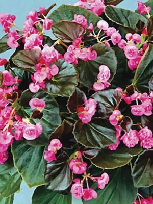 Бегония вечноцветущая Doublet Rose (1 шт)