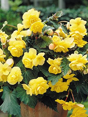 Бегония красивоцветущая Solenia Yellow (1 шт) - 1