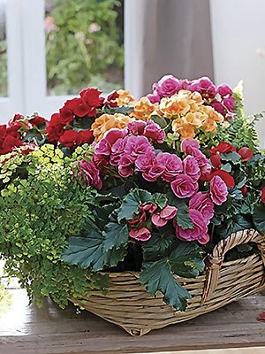 Бегония красивоцветущая, смесь (3шт)