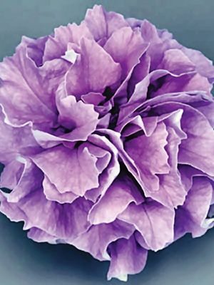 Петунія ампельна Surfinia Double Lilac (1 шт) - 1