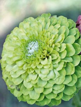 Цинния изящная Queen Lime (7 шт)