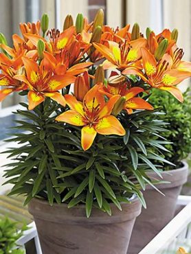 Азиатские гибриды Bright Joy 12/14 (1 шт)
