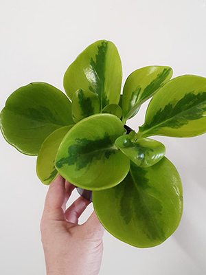 Пеперомия туполистная Lemon Lime (1 шт)