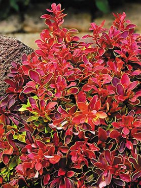 Барбарис Тунберга Atropurpurea (1 шт)