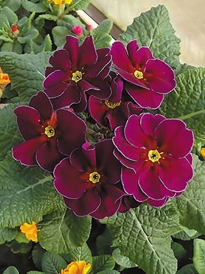 Примула обыкновенная (акаулис) Elba Purple F1 (3 шт)