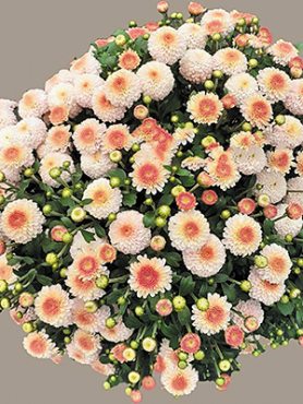 Хризантема дрібноквіткова низькоросла Brannobless Bluch Pink (3 шт)