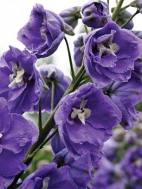 Дельфиниум высокий Новозеландские гибриды Lilac Ladies (5 шт)