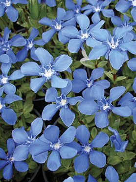 Ізотома річкова Dark Blue