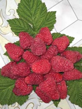 Малина Столешник 115 (1 шт)