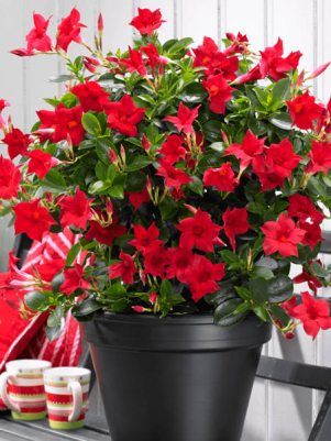 Дипладения Sundaville Classic Red (1 шт)