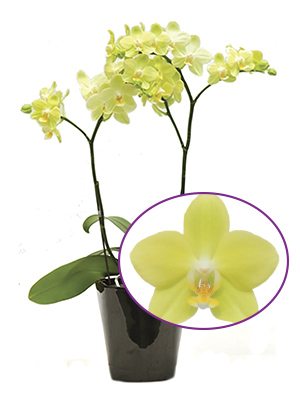 Фаленопсис гібридний Taida Smile "Taida Little Green" (1 шт) - 1