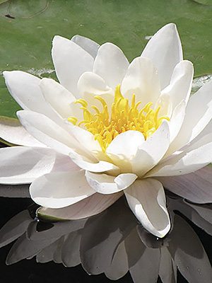 Кувшинка (нимфея) Marliacea Albida (1 шт) - 1