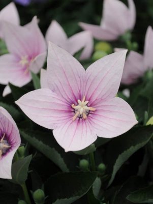 Платікодон великоквітковий Astra Pink (3 шт)