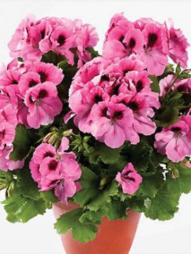 Пеларгонія королівська Aristo Pink (1 шт)