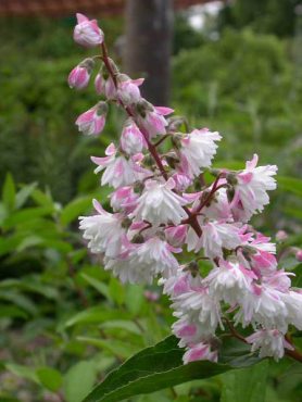 Дейция шершавая Codsall Pink (1 шт)